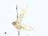  ( - BIOUG91339-C04)  @11 [ ] CreativeCommons - Attribution (2023) CBG Photography Group Centre for Biodiversity Genomics