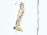  ( - BIOUG91339-C07)  @11 [ ] CreativeCommons - Attribution (2023) CBG Photography Group Centre for Biodiversity Genomics