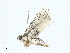  ( - BIOUG91339-F08)  @11 [ ] CreativeCommons - Attribution (2023) CBG Photography Group Centre for Biodiversity Genomics