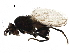  (Minilimosina vitripennis - BIOUG22672-C02)  @13 [ ] CreativeCommons - Attribution (2016) CBG Photography Group Centre for Biodiversity Genomics