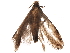  ( - BIOUG24090-F09)  @11 [ ] CreativeCommons - Attribution (2019) CBG Photography Group Centre for Biodiversity Genomics