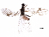  ( - BIOUG24421-F05)  @11 [ ] CreativeCommons - Attribution (2018) CBG Photography Group Centre for Biodiversity Genomics