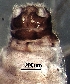  ( - BIOUG24421-F05)  @11 [ ] CreativeCommons - Attribution (2018) David Burton Centre for Biodiversity Genomics
