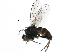  ( - BIOUG22283-E10)  @14 [ ] CreativeCommons - Attribution (2016) CBG Photography Group Centre for Biodiversity Genomics