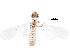  ( - BIOUG23220-F01)  @13 [ ] CreativeCommons - Attribution (2016) CBG Photography Group Centre for Biodiversity Genomics