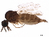  ( - BIOUG25295-D12)  @11 [ ] CreativeCommons - Attribution (2020) CBG Photography Group Centre for Biodiversity Genomics