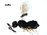  ( - BIOUG22106-H07)  @12 [ ] CreativeCommons - Attribution (2019) CBG Photography Group Centre for Biodiversity Genomics
