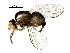  ( - BIOUG25792-G11)  @13 [ ] CreativeCommons - Attribution (2016) CBG Photography Group Centre for Biodiversity Genomics
