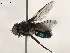  (Protocalliphora aenea - BIOUG45242-F03)  @11 [ ] CreativeCommons - Attribution (2021) CBG Photography Group Centre for Biodiversity Genomics