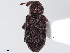  ( - BIOUG36518-H01)  @11 [ ] CreativeCommons - Attribution (2020) CBG Photography Group Centre for Biodiversity Genomics