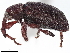  ( - BIOUG36518-H01)  @11 [ ] CreativeCommons - Attribution (2020) CBG Photography Group Centre for Biodiversity Genomics