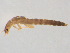  ( - BIOUG02706-G11)  @13 [ ] CreativeCommons - Attribution (2012) Gillian Martin Centre for Biodiversity Genomics