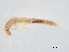  ( - BIOUG02706-H07)  @13 [ ] CreativeCommons - Attribution (2012) Gillian Martin Centre for Biodiversity Genomics