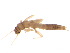  ( - BIOUG02707-F11)  @13 [ ] CreativeCommons - Attribution (2012) Gillian Martin Centre for Biodiversity Genomics