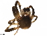  ( - BIOUG41156-G01)  @11 [ ] CreativeCommons - Attribution (2019) CBG Photography Group Centre for Biodiversity Genomics