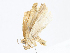  ( - CBG-A13287-E11)  @11 [ ] CreativeCommons - Attribution Share - Alike (2023) CBG Photography Group Centre for Biodiversity Genomics