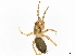  (Gnaphosa jodhpurensis - BIOUG91387-H09)  @11 [ ] CreativeCommons - Attribution (2023) CBG Photography Group Centre for Biodiversity Genomics