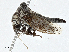  ( - BIOUG97774-D03)  @11 [ ] CreativeCommons - Attribution (2023) CBG Photography Group Centre for Biodiversity Genomics