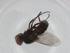  (Taxigramma multipunctata - BIOUG97650-E07)  @11 [ ] CreativeCommons - Attribution (2023) Centre for Biodiversity Genomics Centre for Biodiversity Genomics