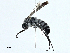  ( - BIOUG98654-D05)  @11 [ ] CreativeCommons - Attribution (2023) CBG Photography Group Centre for Biodiversity Genomics