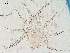  (Cheiroseius sp. 30 - BIOUG39046-H03)  @11 [ ] CreativeCommons - Attribution (2019) CBG Photography Group Centre for Biodiversity Genomics