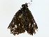  ( - BIOUG85504-G03)  @11 [ ] CreativeCommons - Attribution (2022) CBG Photography Group Centre for Biodiversity Genomics