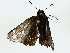  (Pseudoborbo - BIOUG89928-C05)  @11 [ ] CreativeCommons - Attribution (2022) CBG Photography Group Centre for Biodiversity Genomics