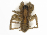  ( - CBG-A44281-H11)  @11 [ ] CreativeCommons - Attribution Share-Alike (2024) CBG Photography Group Centre for Biodiversity Genomics