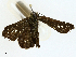  ( - BIOUG98655-C03)  @11 [ ] CreativeCommons - Attribution (2023) CBG Photography Group Centre for Biodiversity Genomics