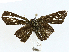  ( - BIOUG98655-C04)  @11 [ ] CreativeCommons - Attribution (2023) CBG Photography Group Centre for Biodiversity Genomics
