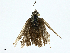  ( - BIOUG98655-H08)  @11 [ ] CreativeCommons - Attribution (2023) CBG Photography Group Centre for Biodiversity Genomics