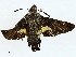  ( - BIOUG99542-A05)  @11 [ ] CreativeCommons - Attribution (2023) CBG Photography Group Centre for Biodiversity Genomics