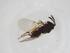  (Copidosoma nr. agrotis - CBG-A19464-A02)  @11 [ ] CreativeCommons - Attribution Share - Alike (2023) Centre for Biodiversity Genomics Centre for Biodiversity Genomics