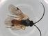  (Microplitis rufiventris - BIOUG97312-G12)  @11 [ ] CreativeCommons - Attribution (2023) Centre for Biodiversity Genomics Centre for Biodiversity Genomics