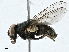  ( - BIOUG99485-A12)  @11 [ ] CreativeCommons - Attribution (2023) CBG Photography Group Centre for Biodiversity Genomics