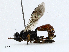  ( - CBG-A02873-D04)  @11 [ ] CreativeCommons - Attribution (2023) CBG Photography Group Centre for Biodiversity Genomics