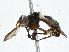  ( - BIOUG99560-B03)  @11 [ ] CreativeCommons - Attribution (2023) CBG Photography Group Centre for Biodiversity Genomics