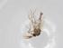  (Forcipomyia pulcherrima - BIOUG99787-E06)  @11 [ ] CreativeCommons - Attribution (2023) Centre for Biodiversity Genomics Centre for Biodiversity Genomics