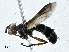  ( - CBG-A01174-A12)  @11 [ ] CreativeCommons - Attribution (2023) CBG Photography Group Centre for Biodiversity Genomics