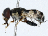 ( - CBG-A01175-F10)  @11 [ ] CreativeCommons - Attribution (2023) CBG Photography Group Centre for Biodiversity Genomics
