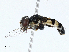  ( - CBG-A01175-G09)  @11 [ ] CreativeCommons - Attribution (2023) CBG Photography Group Centre for Biodiversity Genomics