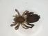  (Poecilochroa albomaculata - BIOUG99720-C02)  @11 [ ] CreativeCommons - Attribution (2023) Centre for Biodiversity Genomics Centre for Biodiversity Genomics
