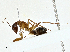  (Camponotus pilicornis - CBG-A02871-F01)  @11 [ ] CreativeCommons - Attribution (2023) CBG Photography Group Centre for Biodiversity Genomics
