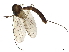  ( - CBG-A04516-H01)  @11 [ ] CreativeCommons - Attribution (2023) CBG Photography Group Centre for Biodiversity Genomics