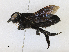  (Megachile tuberculata - BIOUG95291-C07)  @11 [ ] CreativeCommons - Attribution Share-Alike (2023) CBG Photography Group Centre for Biodiversity Genomics