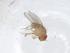  (Scaptodrosophila dorsocentralis - CBG-A15179-G04)  @11 [ ] CreativeCommons - Attribution Share - Alike (2023) Centre for Biodiversity Genomics Centre for Biodiversity Genomics