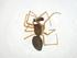  ( - CBG-A18244-G01)  @11 [ ] CreativeCommons - Attribution Share - Alike (2023) Centre for Biodiversity Genomics Centre for Biodiversity Genomics