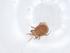  (Geholaspis sp. JCS08 - CBG-A09456-F07)  @11 [ ] CreativeCommons - Attribution Share - Alike (2023) Centre for Biodiversity Genomics Centre for Biodiversity Genomics