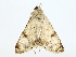  ( - BIOUG85273-G06)  @11 [ ] CreativeCommons - Attribution (2022) CBG Photography Group Centre for Biodiversity Genomics