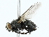  ( - BIOUG85275-A05)  @11 [ ] CreativeCommons - Attribution (2022) CBG Photography Group Centre for Biodiversity Genomics